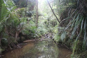 Waikare River