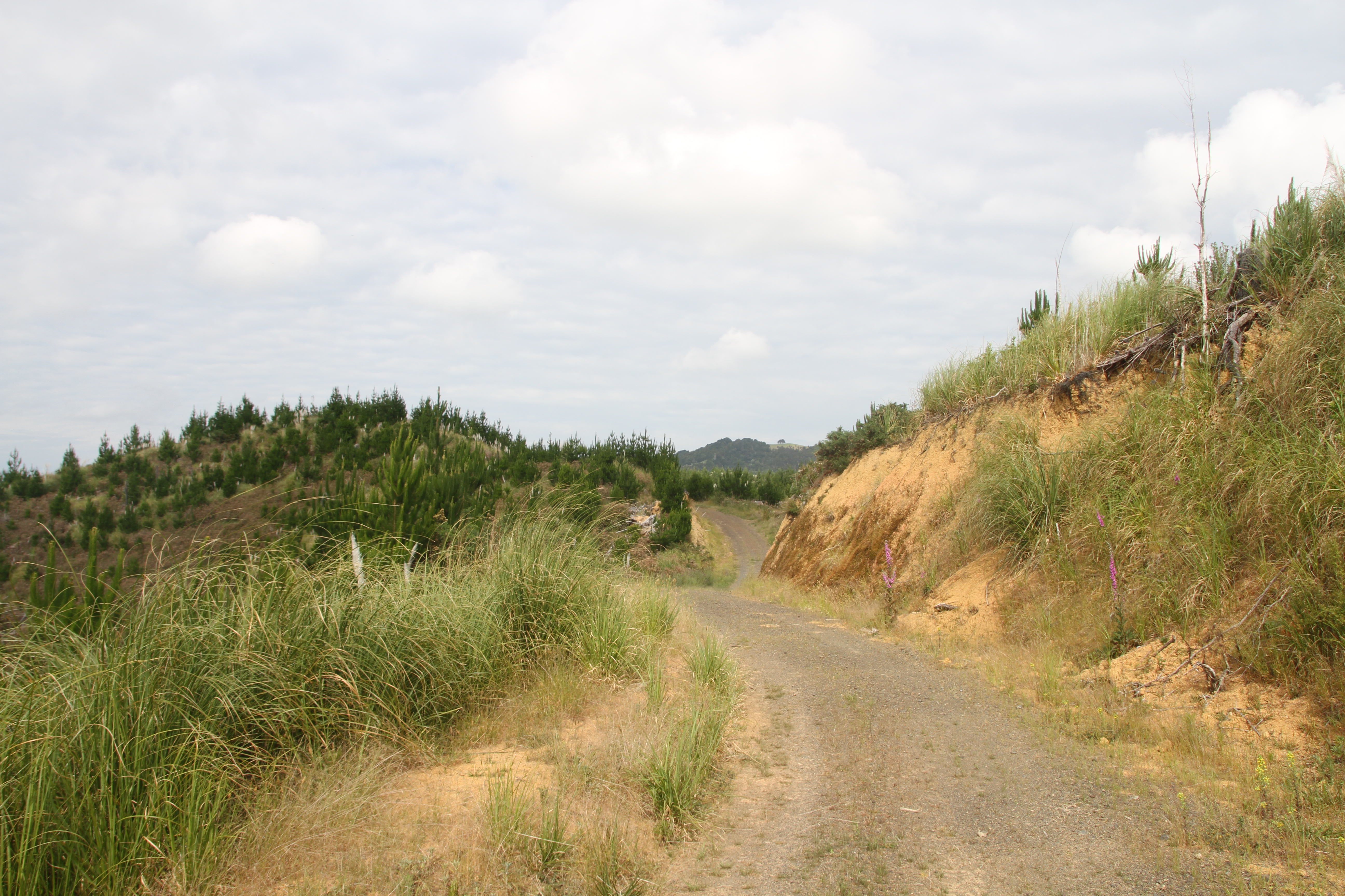 Matapouri Bush Track – Pataua North