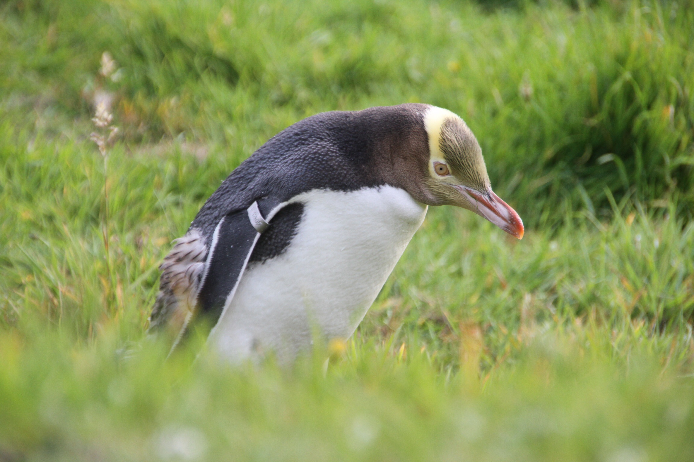 Otago Peninsula | Pinguine und Albatrosse
